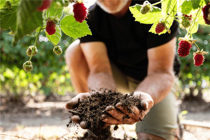 The health benefits of getting your hands dirty