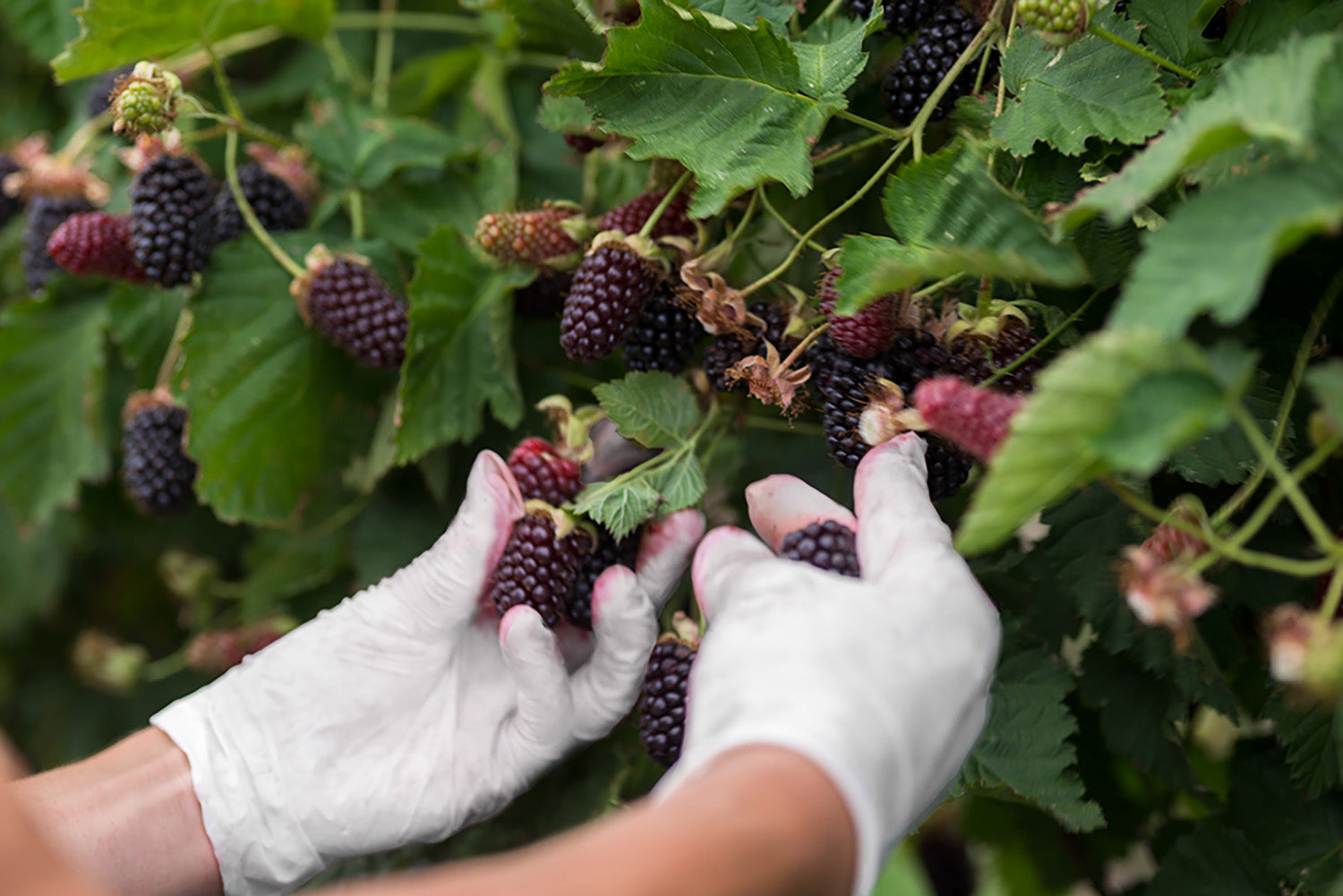 How do berries help you live a better life? Nutrient Rescue